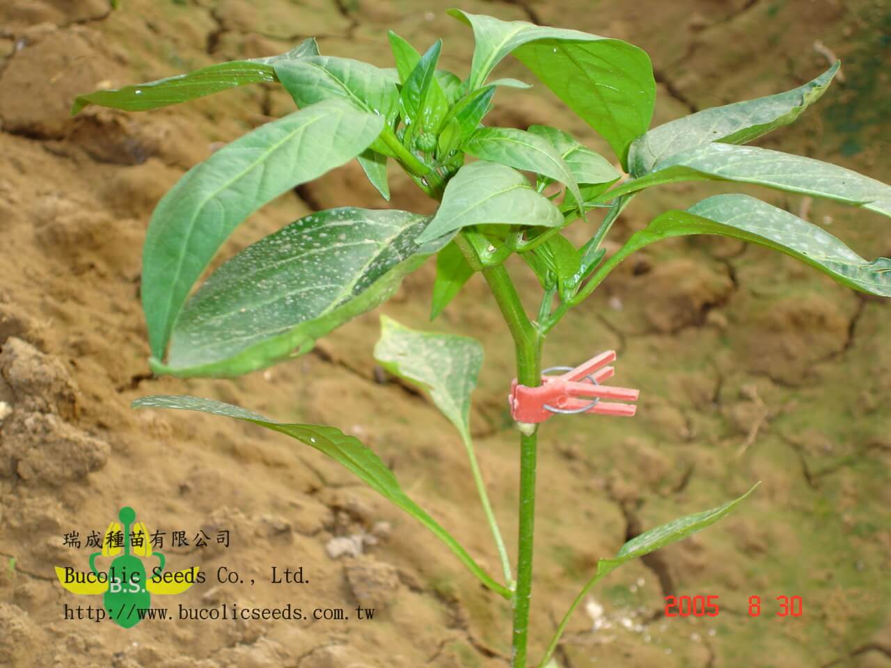 Pepper Root stock A2023 - Pepper Root stock A2023